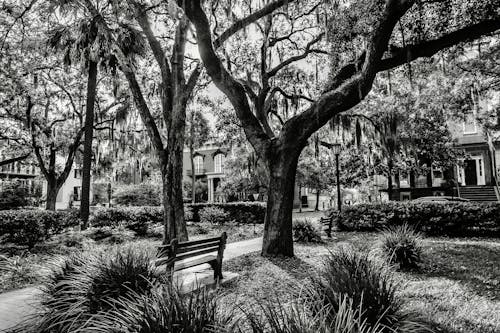 Trees in Residential District