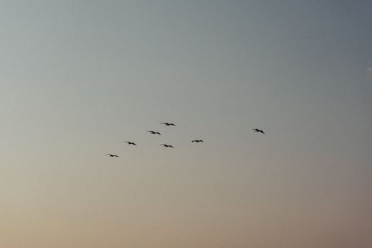 A serene scene of birds flying in the evening sky, capturing nature's tranquility.
