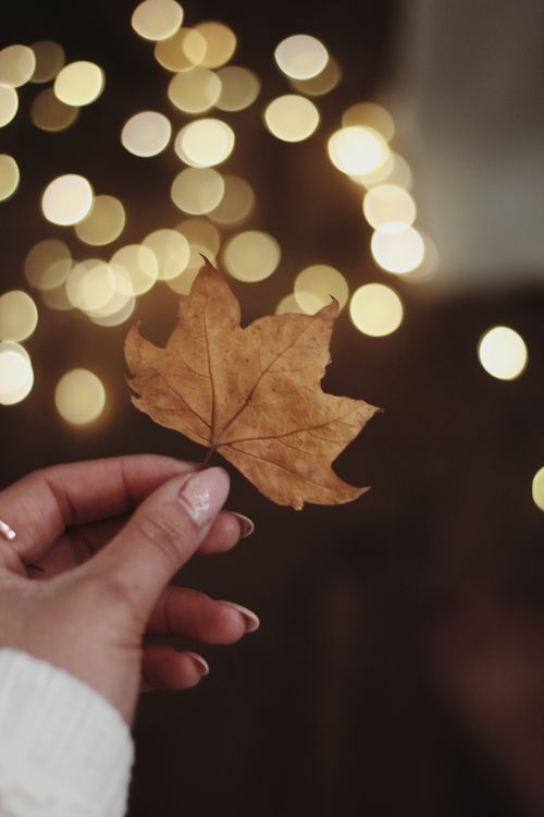Free A close-up of a hand holding a dried maple leaf against a blurred background with warm bokeh lights. Stock Photo
