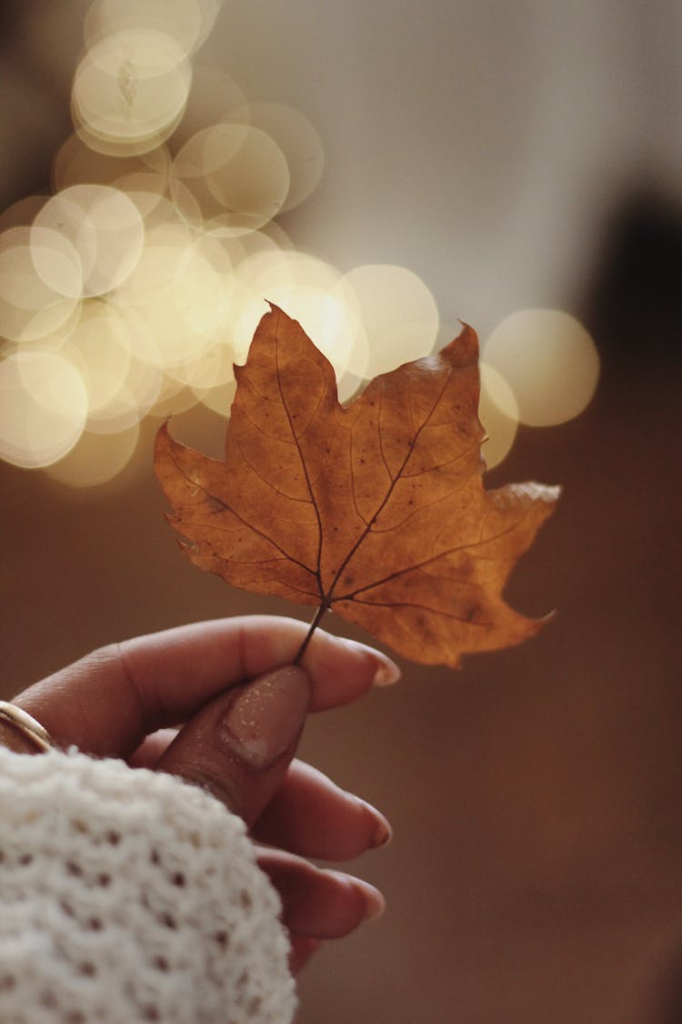 Woman Holding A Yellow Maple Leaf