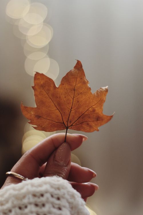 Free A close-up of a hand holding a maple leaf with a bokeh background, capturing the essence of autumn. Stock Photo