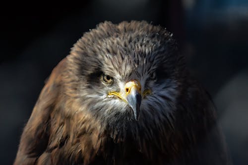Black Eagle in Close Up Photography