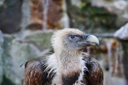 Detailed close-up of a Griffon Vulture with focus on its feathers and beak.