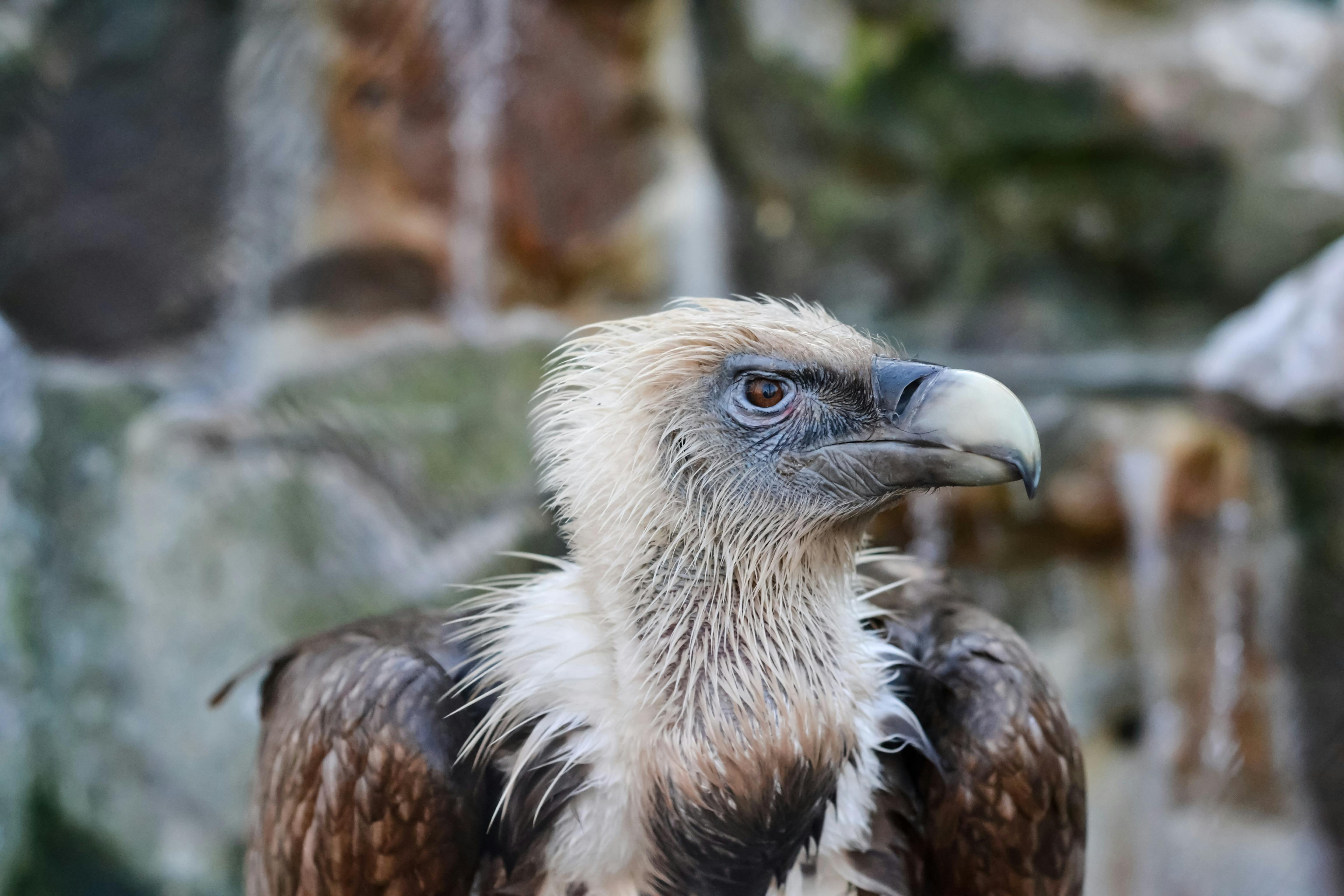 Close-up Photo Of Eagle · Free Stock Photo