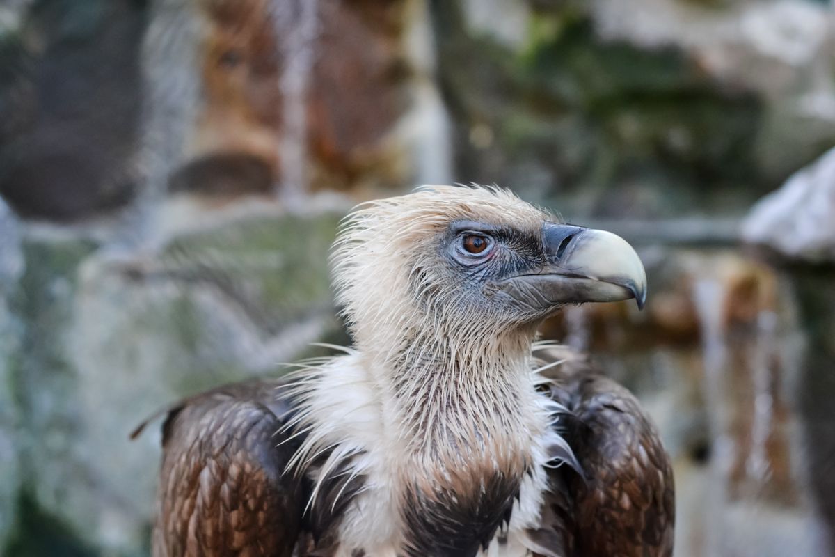 Portrait d'un vautour fauve dans son habitat naturel à Rémuzat vautour fauve perché sur falaise observant l'horizon