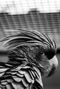 Black and White Bird on Brown Wooden Surface