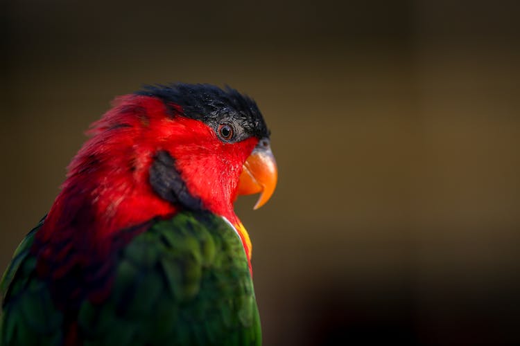 Close Up Photo Of A Bird