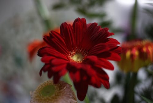 Immagine gratuita di fiore dell'universo, mazzo di fiori
