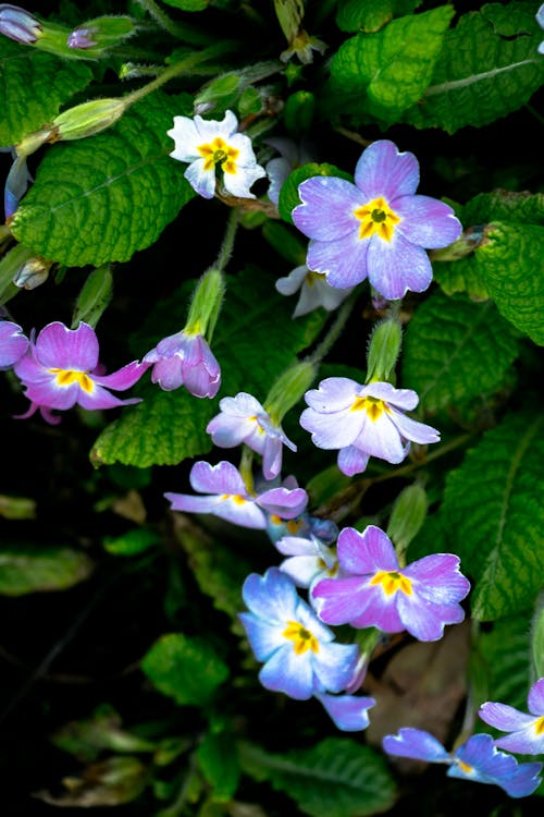 Çiçekler, doğa, kapatmak içeren Ücretsiz stok fotoğraf