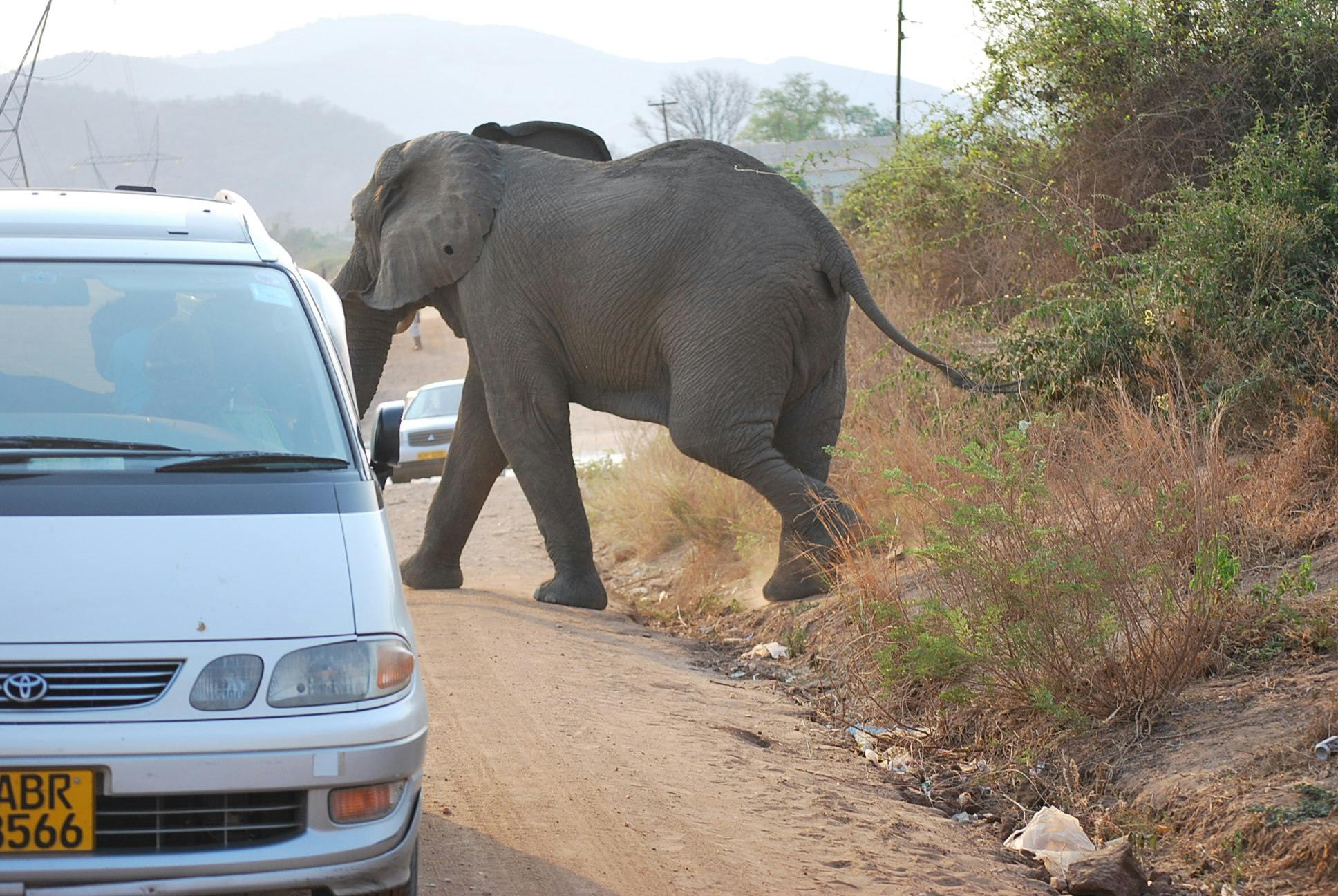 Download 6300 Gambar Gajah Berjalan  HD