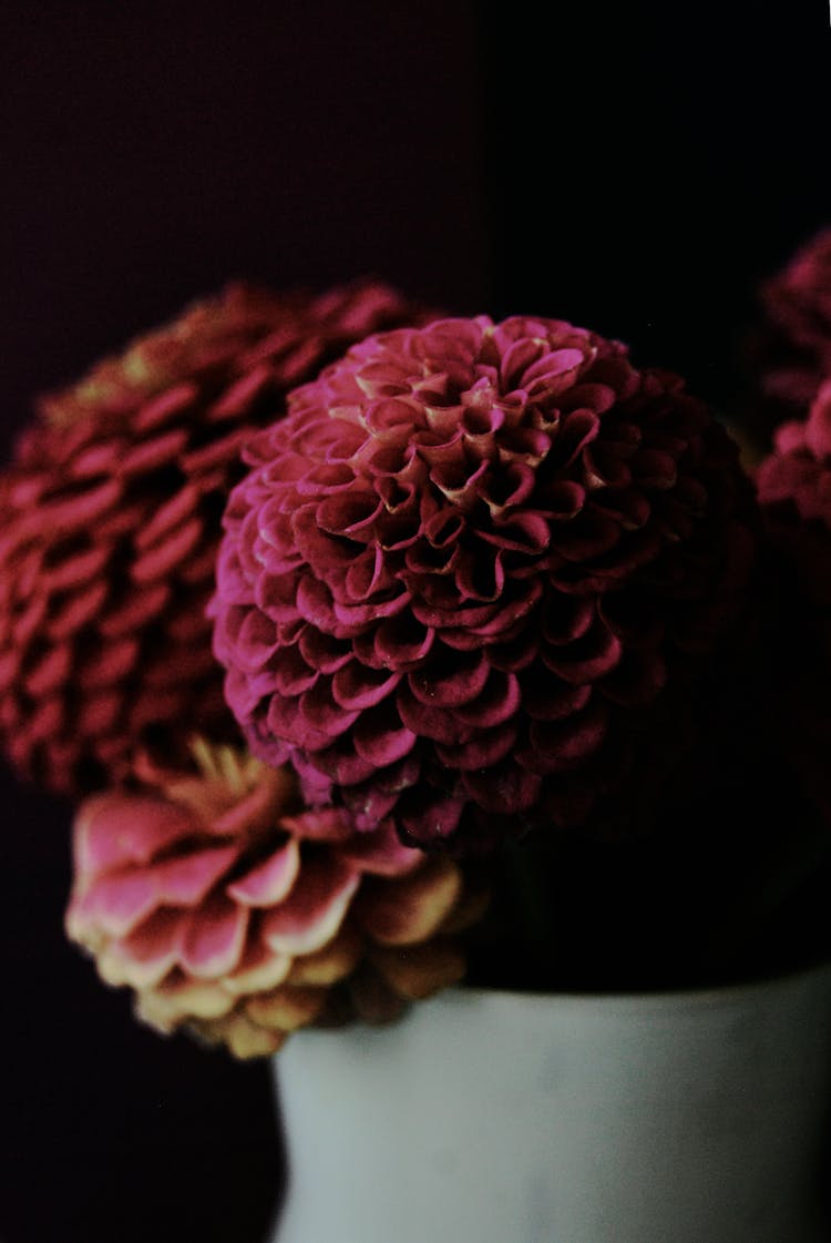 Dahlia Flowers On Vase