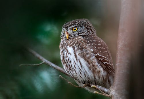 Free Owl Perched on a Branch Stock Photo