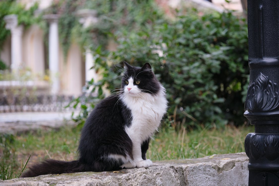 Foto d'estoc gratuïta de animal, bigotis, domèstic