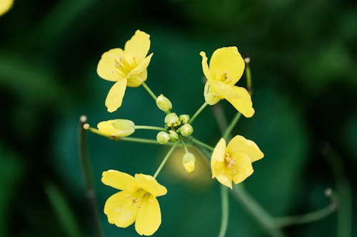 Free Yellow Flowers in Tilt Shift Lens Stock Photo