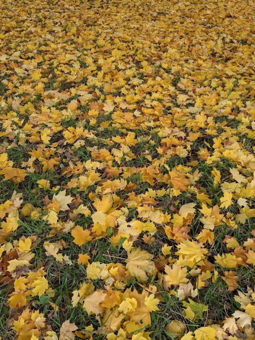 Kostenloses Stock Foto zu gefallene blätter, gelbe blätter, gras