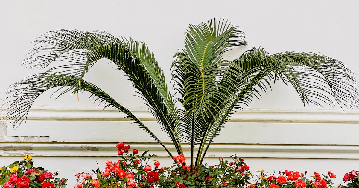 Elegant balcony garden featuring a tropical palm surrounded by vibrant flowers and cascading ivy.