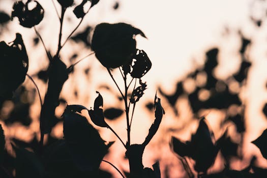A dramatic silhouette of leaves against a colorful sunset sky.