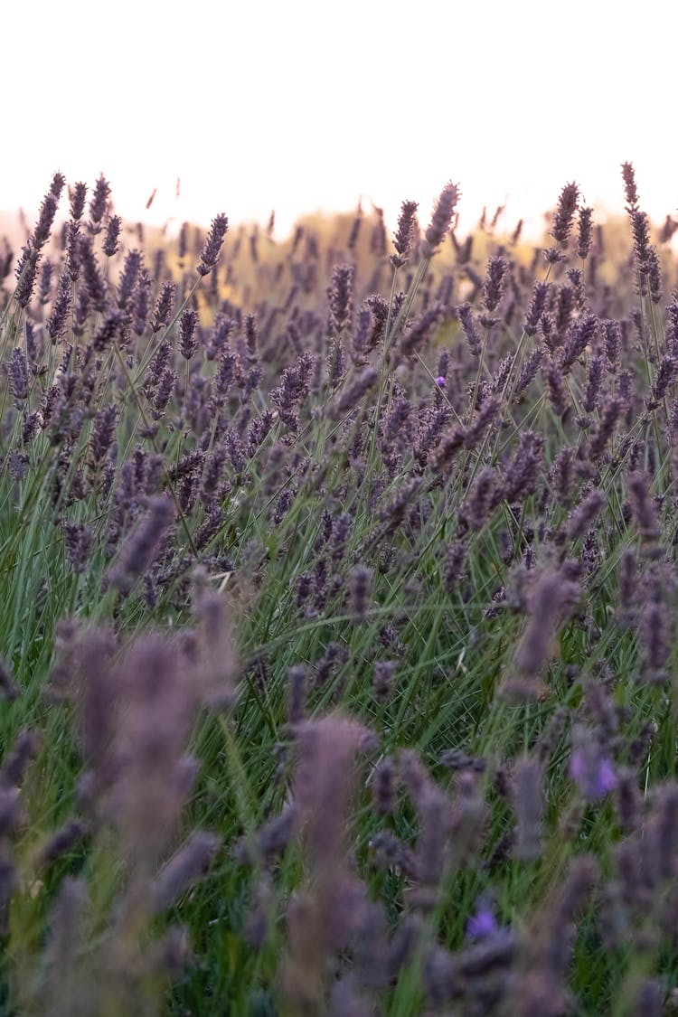 Lavender Field During Sunset