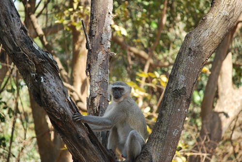 Gratis lagerfoto af monkey i et træ