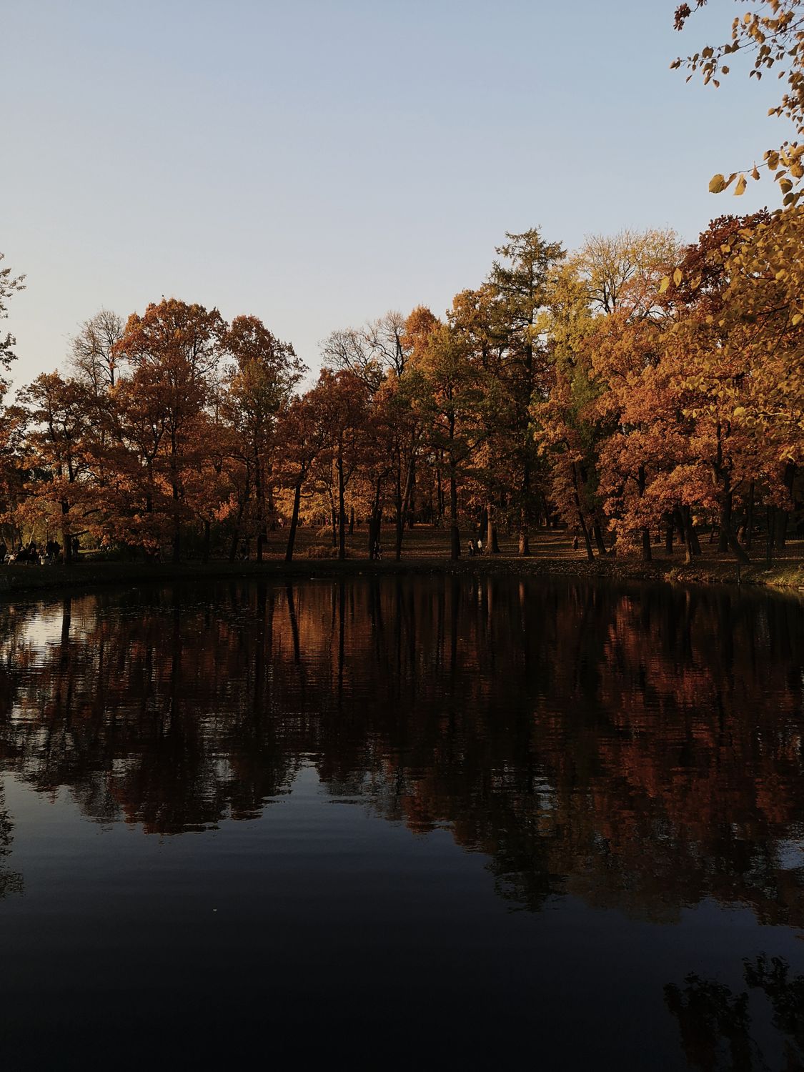 Brown Trees Beside Body of Water · Free Stock Photo