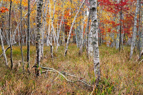 Birch Trees in the Woods