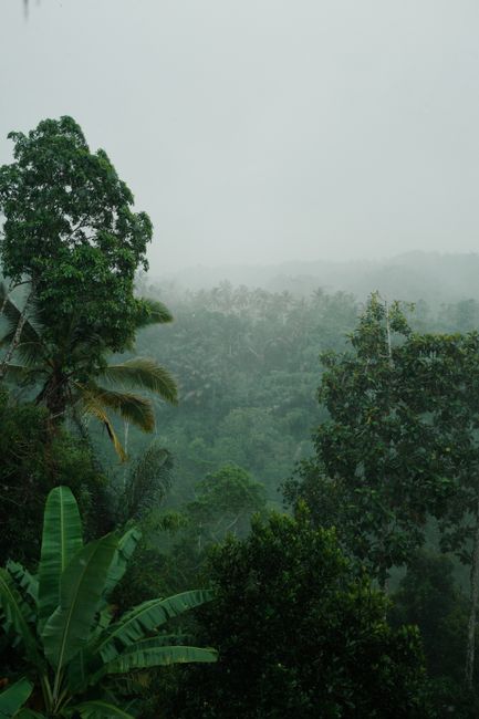 Serene view of a misty tropical rainforest rich with diverse foliage and emerald hues.