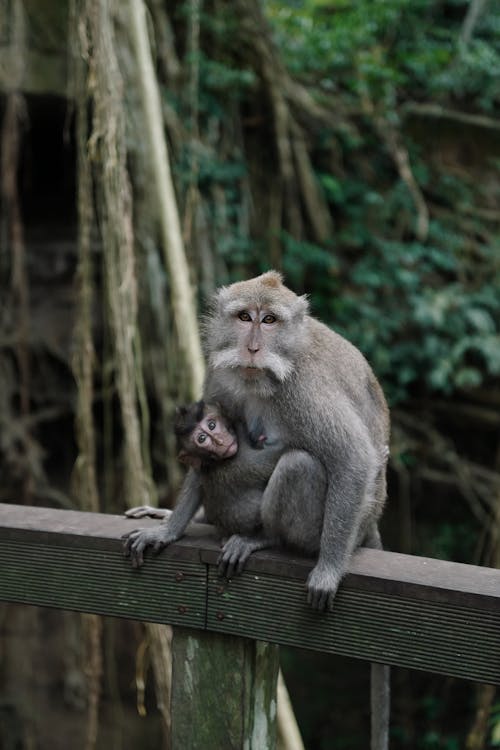 Macaque Sitting on Wooden Plank