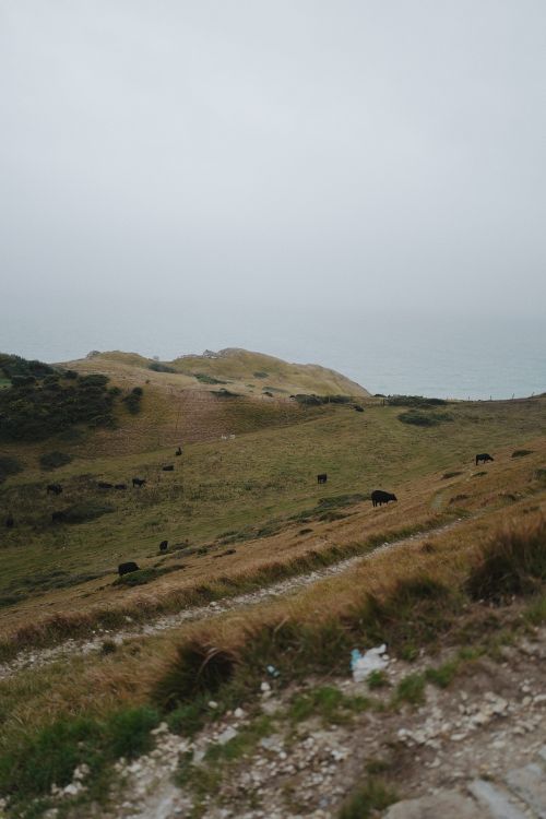 Free A tranquil view of cattle grazing on a hillside meadow with ocean backdrop. Stock Photo
