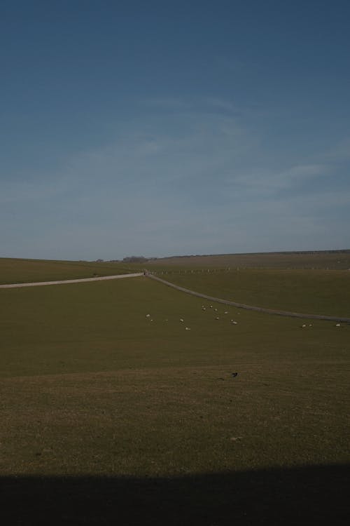 Green Grass Field Under Blue Sky