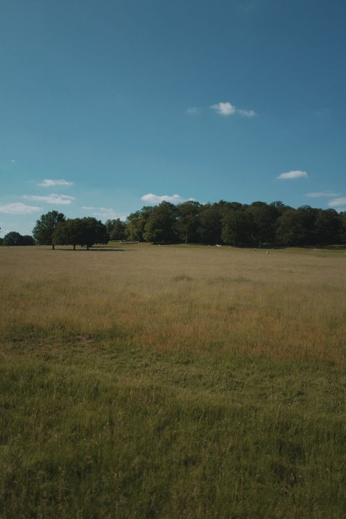 Free A wide-open rural field with grass and trees under a clear blue sky, perfect natural scenery. Stock Photo