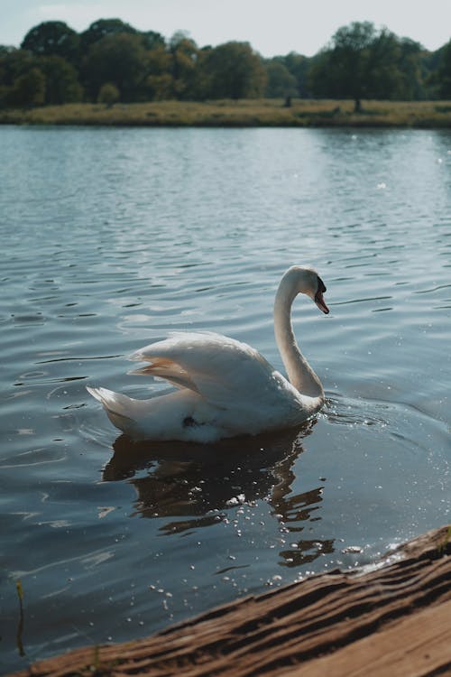 White Swan on Floating on Lake Water