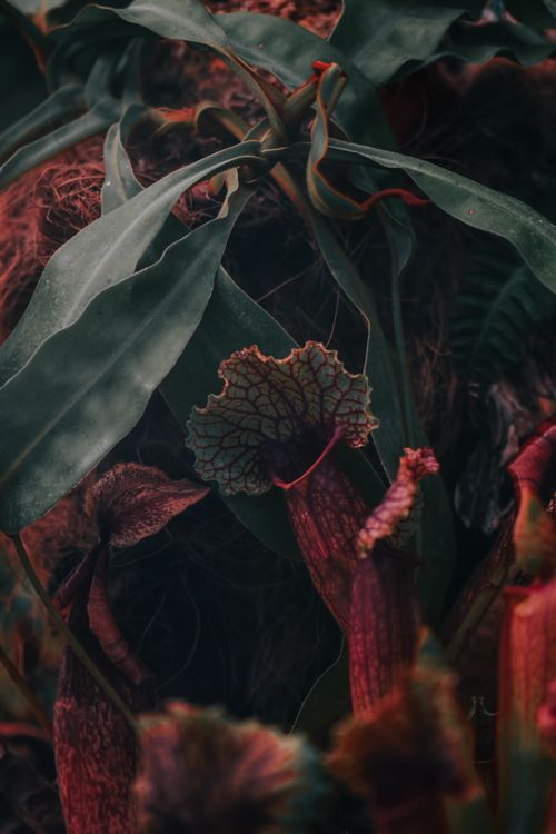 Free A detailed shot of an exotic pitcher plant with textured leaves, captured in moody lighting. Stock Photo