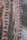 spine