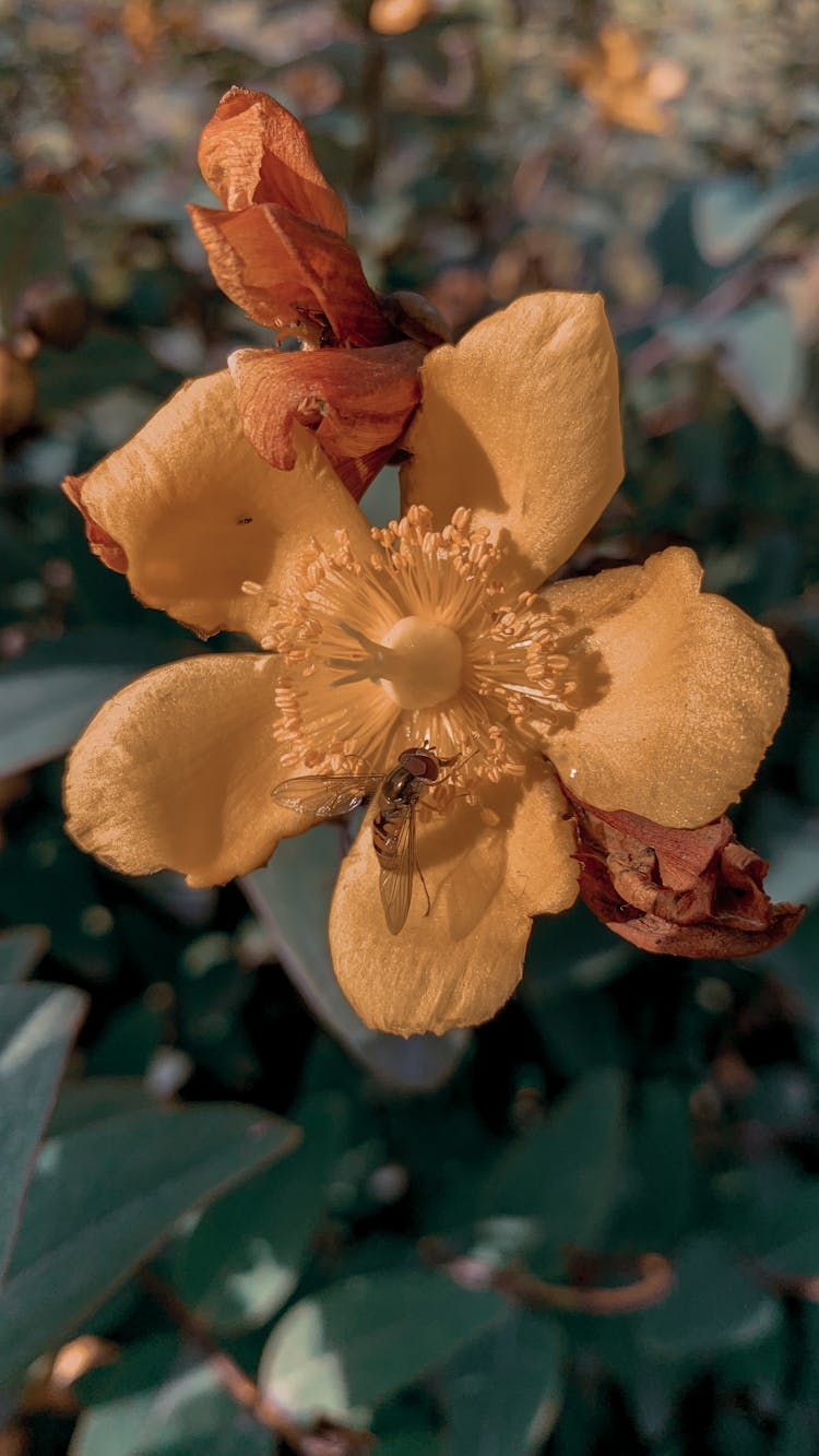 A Bee Feeding On A Flower