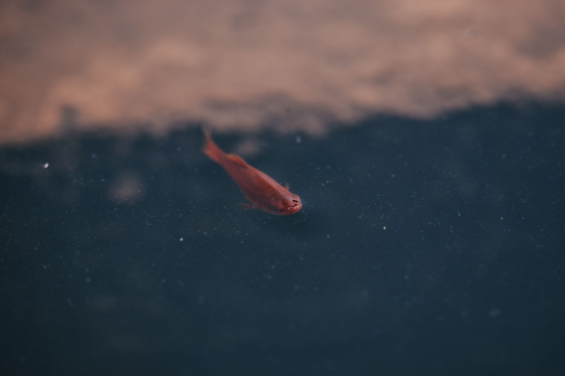 Little Fish in a Tank