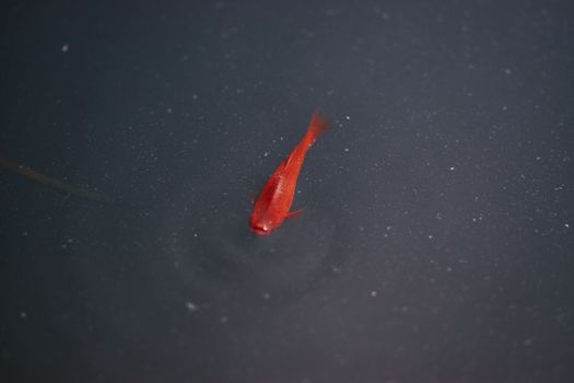 A red fish gracefully swims alone in a dark, tranquil body of water.