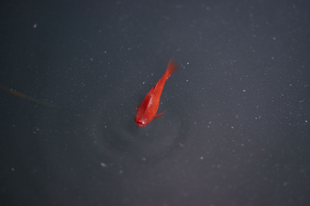 a red fish gracefully swims alone in a dark tranquil body of water