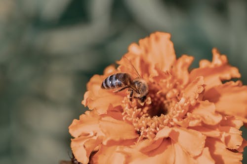  Bee Pollination on Yellow Flower