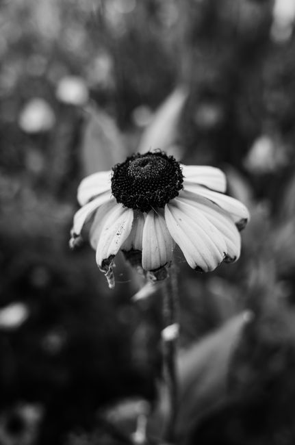 Monochrome photo capturing the detailed texture of a solitary wilting flower in nature.