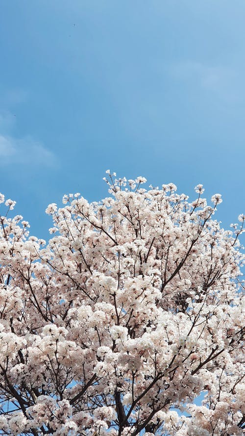 Cherry Blossoms Under the Blue Sky