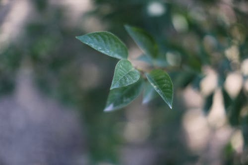 Green Leaves of a Plant