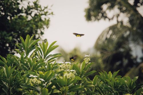 Free Vibrant butterflies fluttering above lush green plants with white blooms in a serene outdoor setting. Stock Photo