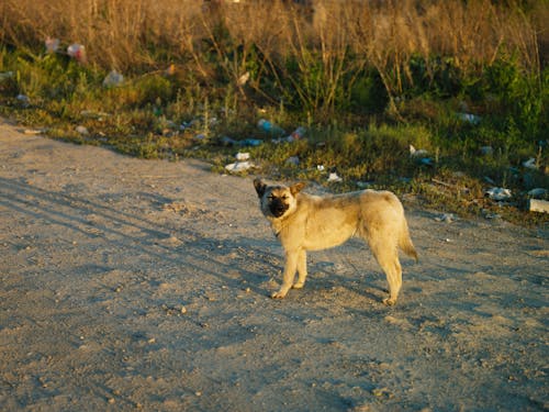 Gratis lagerfoto af dyr, græs, hund