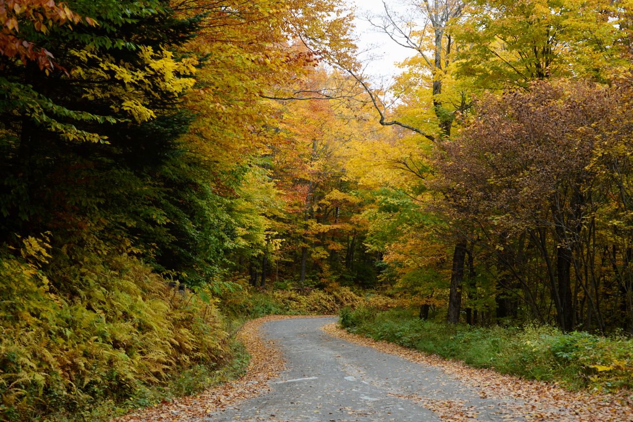 A quiet gravel road winding through the Vermont woods in early autumn