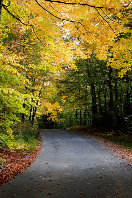 Foto d'estoc gratuïta de arbres, bosc, boscos