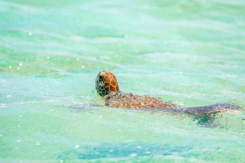 Fotobanka s bezplatnými fotkami na tému korytnačka, more, plaz