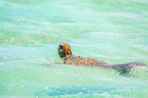 A Turtle in the Water 