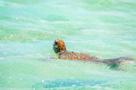A sea turtle glides gracefully through the vibrant waters of Venezuela, showcasing marine life beauty.