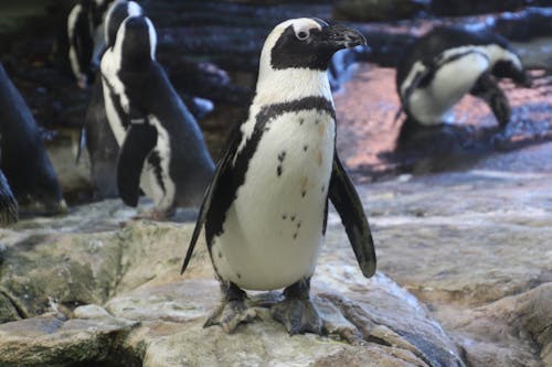 Black And White Penguins