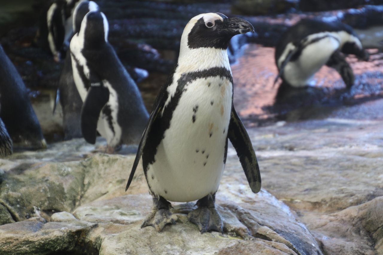 african penguins standing on rocks showcasing their natural habitat an